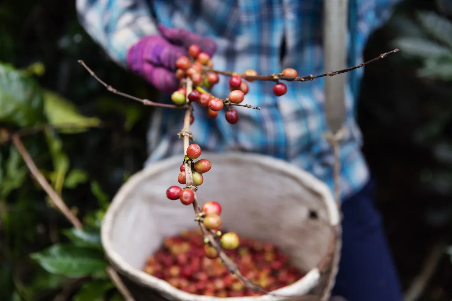 Is Honey Processed Coffee Good for Espresso?